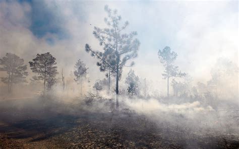 Green Swamp Preserve | The Nature Conservancy in NC
