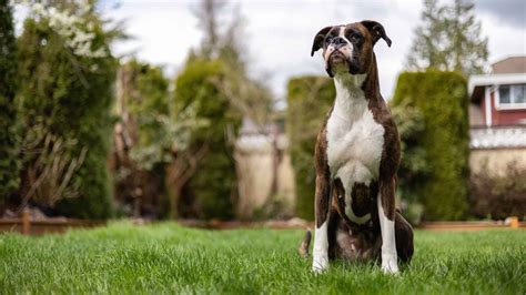 7 Best Guard Dog Breeds For First-Time Owners - Cerfiem.com