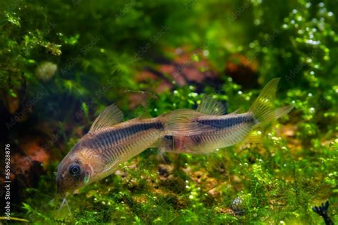 Java Moss for Corydoras Breeding 的图像结果