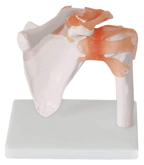 Image result for Shoulder Joint Model