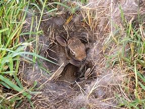 Image result for Rabbit Nest in Yard