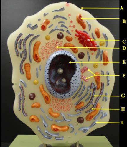 Cell Structure with Name Sign 的图像结果