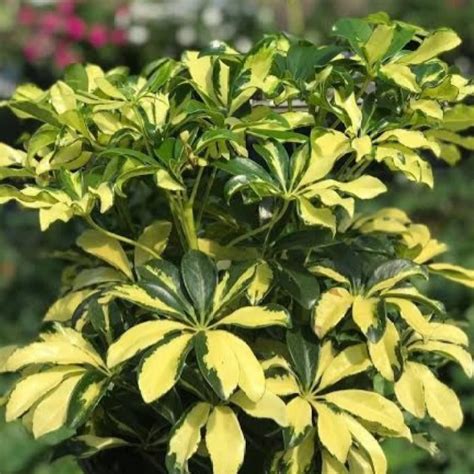 Schefflera Variegated ( Schefflera Arboricola ) Ornamental Live Plant # ...