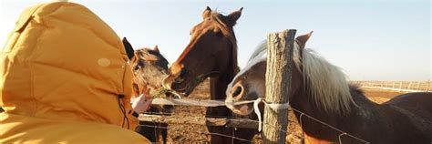 Disasters and Your Horse: Are You Ready? - FOUR PAWS International ...