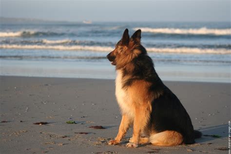 Berger Allemand 的图像结果