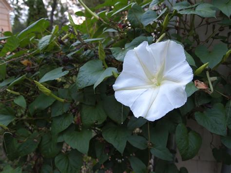 Moon Vine Plant with Beautiful White Flowers