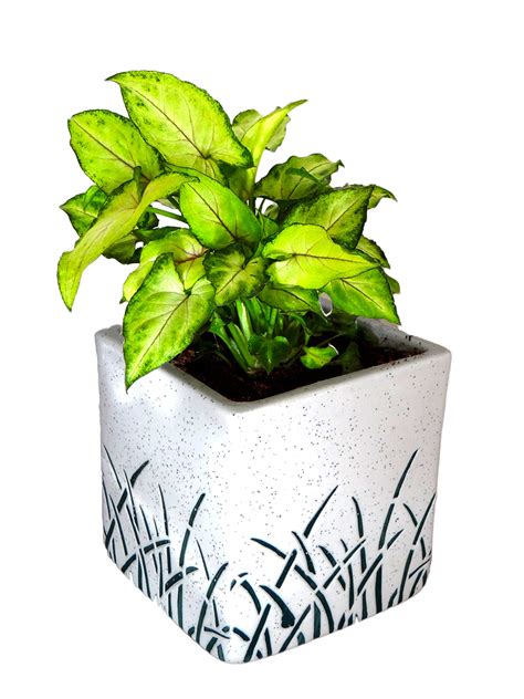 Air Purifying Lucky Syngonium Plant- Buy Live Home Plant Online India ...