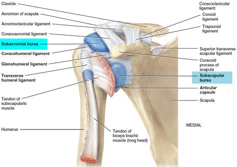 Bursitis - Hip, Trochanteric, Knee, Shoulder, Elbow - Causes & Treatment