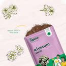 Alyssum - Buy Alyssum Flower Seeds Online at Best Price from Ugaoo.com