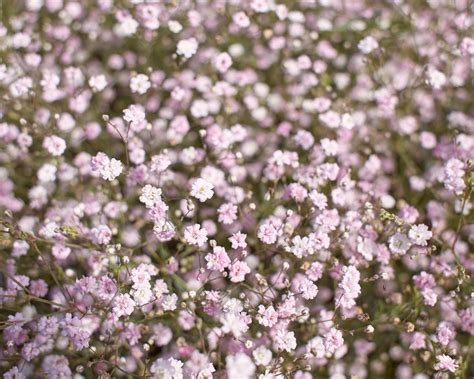 Gypsophila pacifica (white-pink baby’s breath) bare roots — Buy online ...