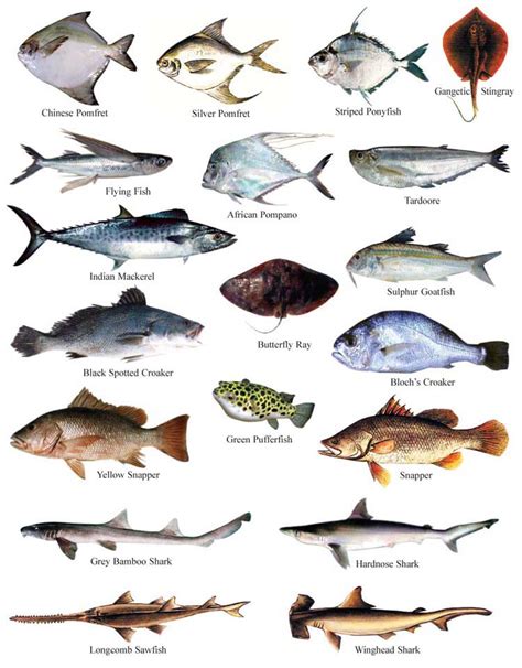 Image result for Fish Shell Argparse Examples