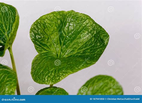 Leaves of a Japanese Horseradish Plant, Eutrema Japonicum Stock Photo ...