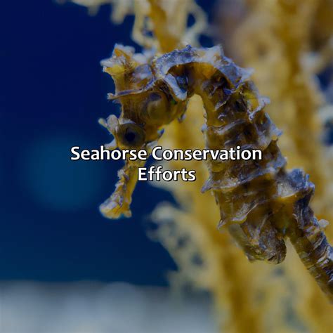 What Color Are Seahorses - colorscombo.com