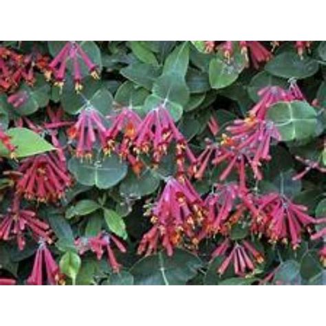 Coral Honeysuckle Vine Lonicera Sempervirens perennial Live Starter ...