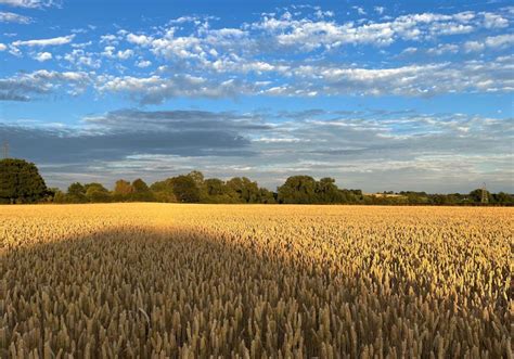 Image result for V-shape Soil Collection