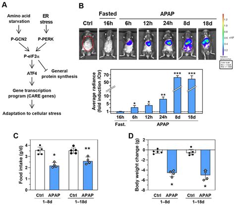 Activation of the eIF2α-ATF4 Pathway by Chronic Paracetamol Treatment ...