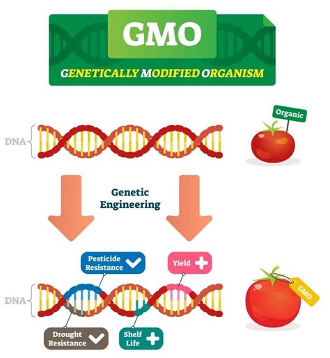 Image result for Genetic Engineering