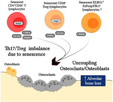 Senescent CD4+CD28− T Lymphocytes as a Potential Driver of Th17/Treg ...