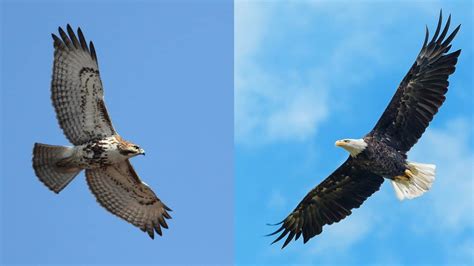 Hawk Vs Eagle Size