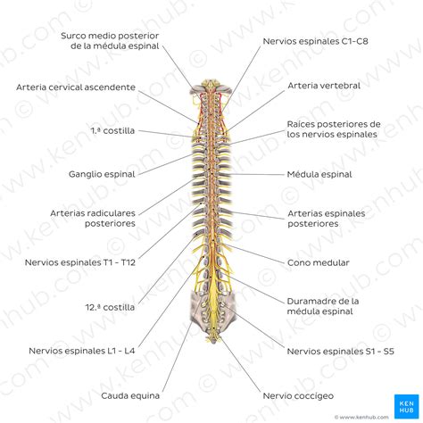 Structure of the spinal cord (Spanish) – Kenhub Image License Store