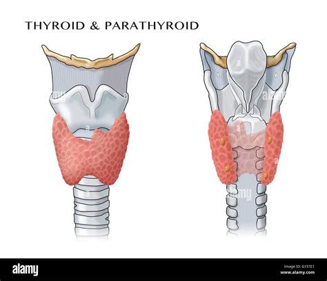Anatomical illustration of the thyroid and parathyroid glands Stock ...