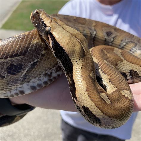 Blood Python / Short Tailed Python | Long Tail Reptiles