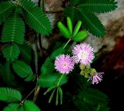 Why do mimosa pudica leaves droop down when touched? - Brainly.in