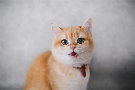 Behavior Of Neutered Male Cats