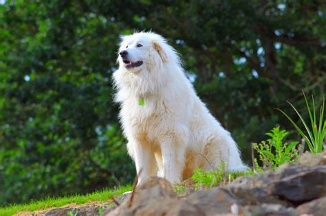 28 Great Pyrenees Mixed Breeds (With Pictures)