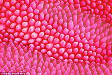 Image result for Flower Pollen Under Microscope