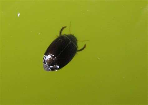 Islay Natural History Trust: Water bugs and beetles