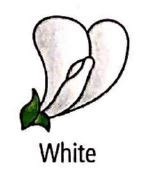 Refer to the given table of contrasting traits in pea plants studied by ...