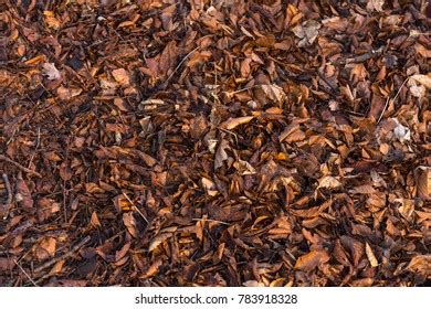 Image result for Compost Texture