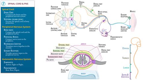 Advanced Anatomy & Physiology: Spinal Cord, Peripheral Nervous System ...