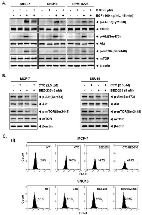 Casticin-Induced Inhibition of Cell Growth and Survival Are Mediated ...