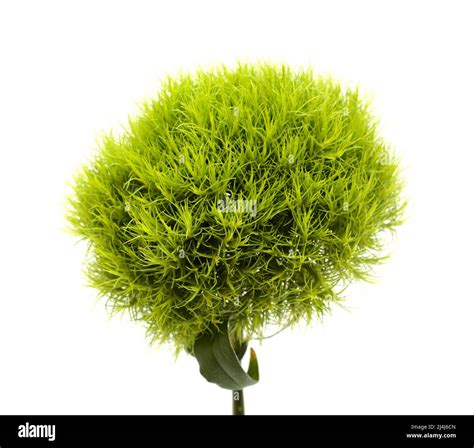 Unusual green carnation flowers in a shape of green fuzzy ball ...