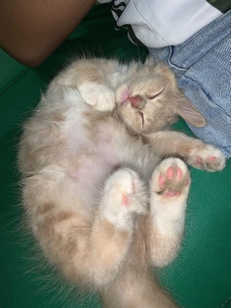 Pia with her weird sleeping position : r/catsofrph