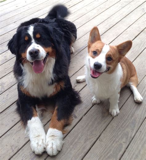 Corgi Bernese Mountain Dog Mix