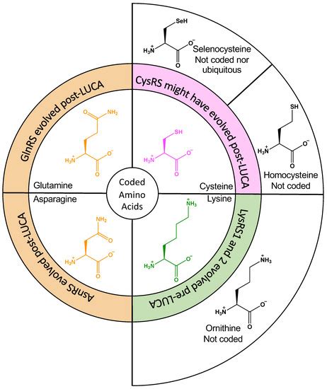 Did Amino Acid Side Chain Reactivity Dictate the Composition and Timing ...