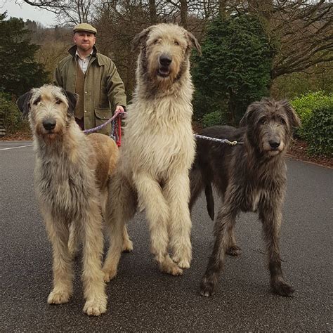 Biggest Irish Wolfhound In The World