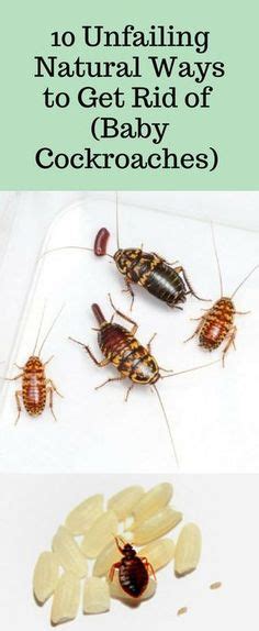 home remedies roaches