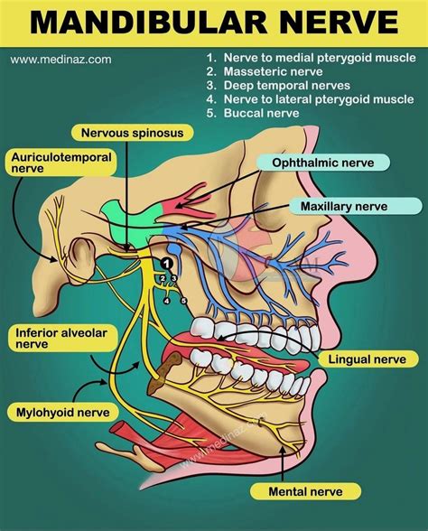 The mandibular nerve (V3) is the largest branch of the trigeminal nerve. V3 is the only branch ...