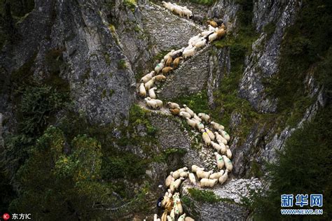 西藏宗措村：奋进小康路 暖“羊”照人心-国内频道-内蒙古新闻网
