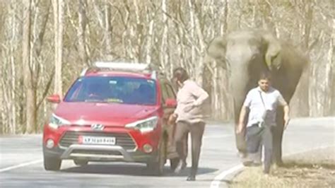 Tourists manage to escape charging elephant's dangerous path