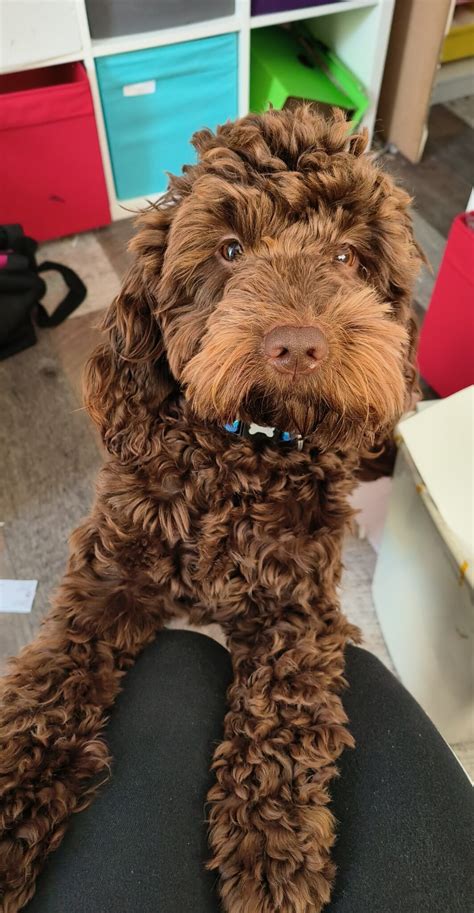 Image result for Cockapoo Chocolate Brown