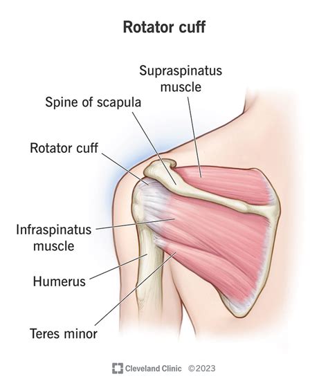 Image result for Rotator Cuff Muscle Actions