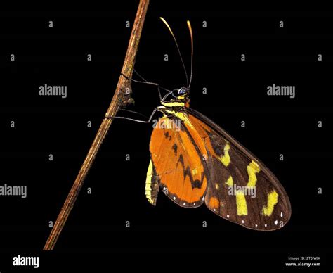 Melinaea is a genus of clearwing (ithomiine) butterflies. They are in the brush-footed butterfly ...