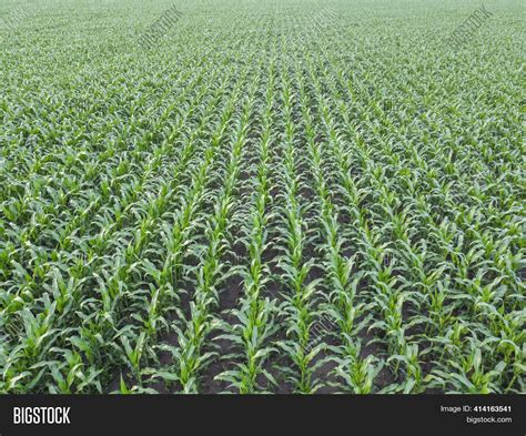 Corn Fields Aerial View