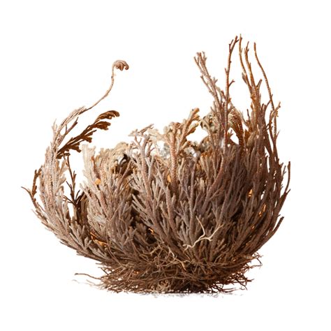 Rose of Jericho - Resurrection Plant - FLORA & FAUNA
