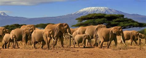 Luxury Wildlife and Safari Experiences | Exclusive Wildlife Getaways